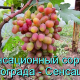 виноград Сенсация