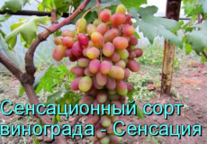 виноград Сенсация