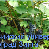универсал зилга