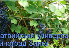 универсал зилга