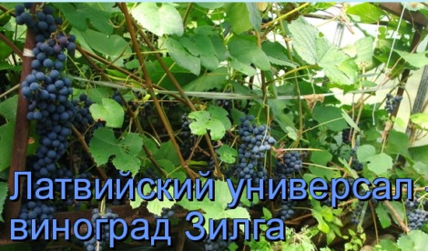 универсал зилга