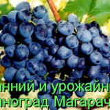 Виноград Магарач