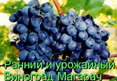 Виноград Магарач