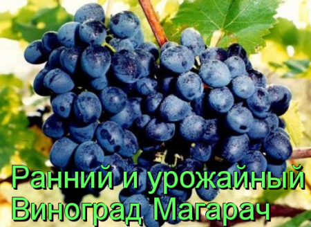 Виноград Магарач