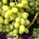 Лора или Флора