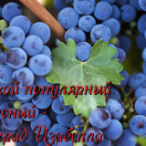 виноград изабелла
