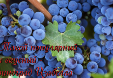виноград изабелла