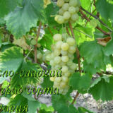 виноград сорта болгария