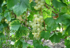 виноград сорта болгария