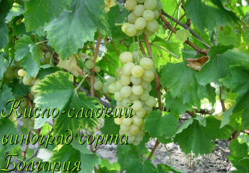 виноград сорта болгария