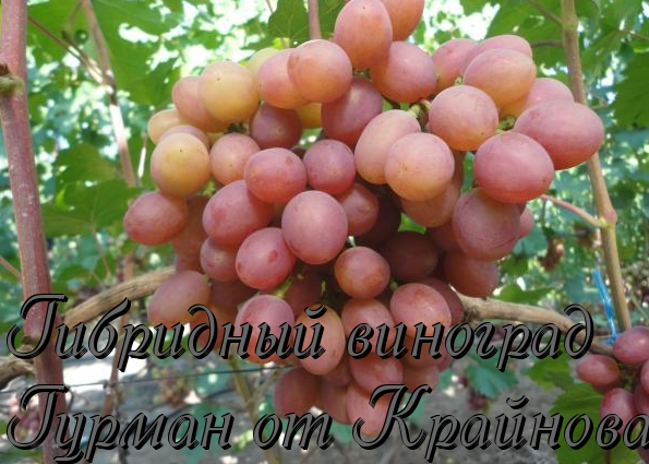 виноград гурман