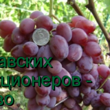 виноград зарево