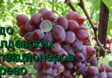 виноград зарево
