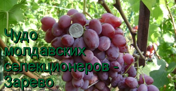 виноград зарево