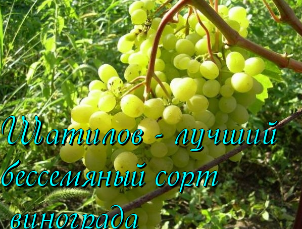 шатилов - сорт винограда