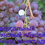 виноград рубиновый юбилей
