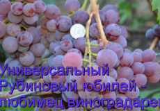 виноград рубиновый юбилей