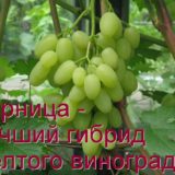 Виноград зарница