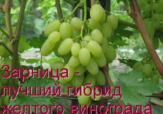 Виноград зарница