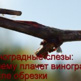 Виноград плачет после обрезки