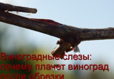 Виноград плачет после обрезки