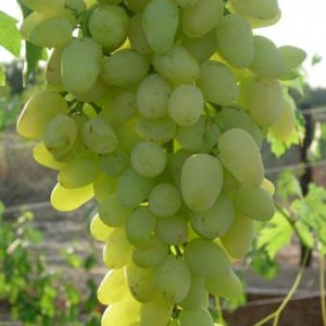 Виноград Зарница