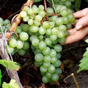 Виноград сорта Ольга