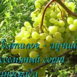 виноград памяти шатилова