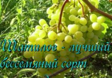 виноград памяти шатилова