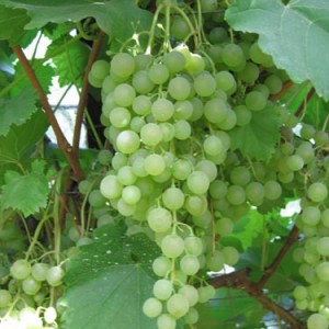 Виноград Ольга