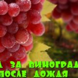 Виноград после дождя