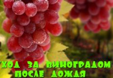 Виноград после дождя