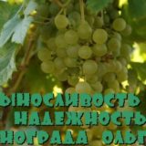 Виноград Ольга