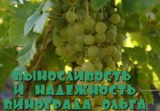 Виноград Ольга