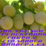 Сорт Кокл Белый
