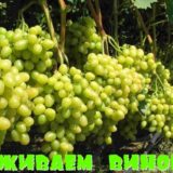 виноград омоложение