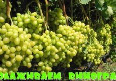 виноград омоложение