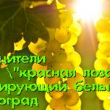 Виноград ркацители
