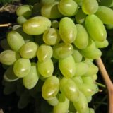 Сорт винограда Элегант