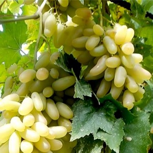 виноград дамский пальчик