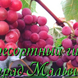 виноград мальвина