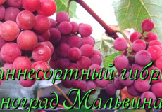 виноград мальвина