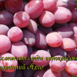 виноград арго
