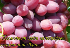 виноград арго