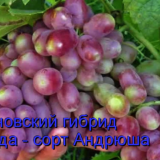 виноград андрюша