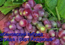 виноград андрюша