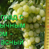 виноград ананасный