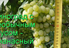 виноград ананасный