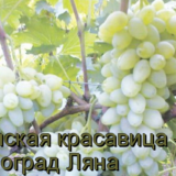 сорт ляна
