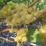 кишмиш 342
